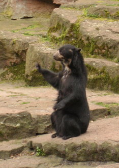 [brillenbaer+winkt.jpg]