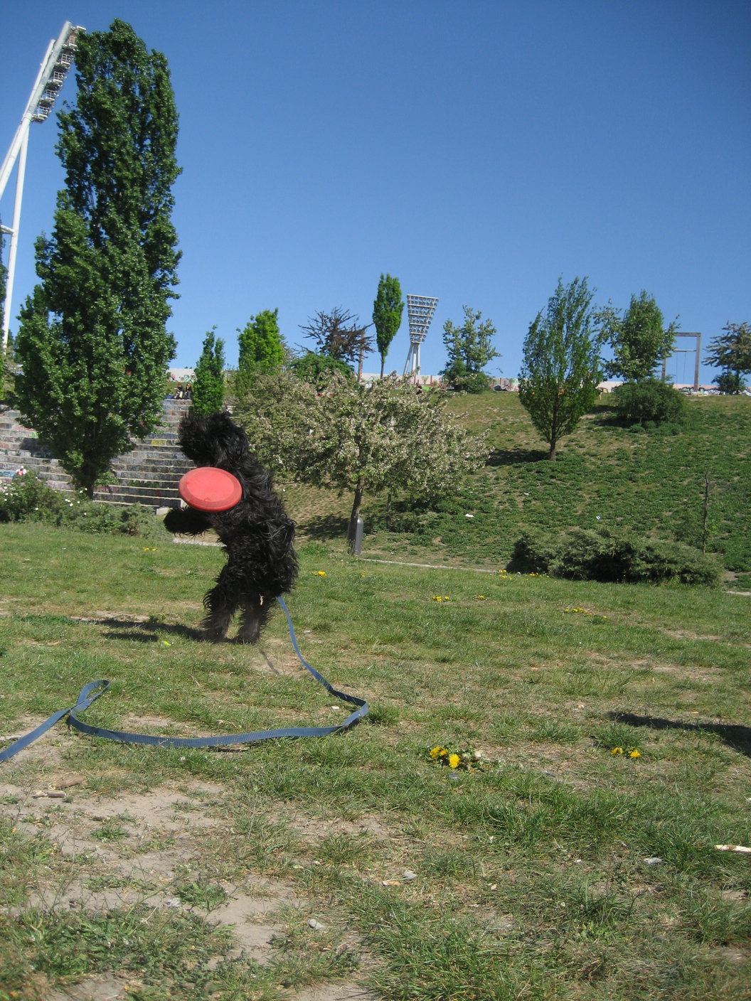 [disc+training+so29_21d.jpg]