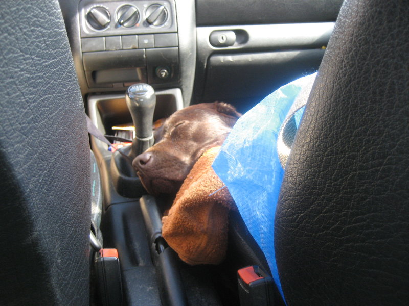 [hedda+im+auto_2.jpg]