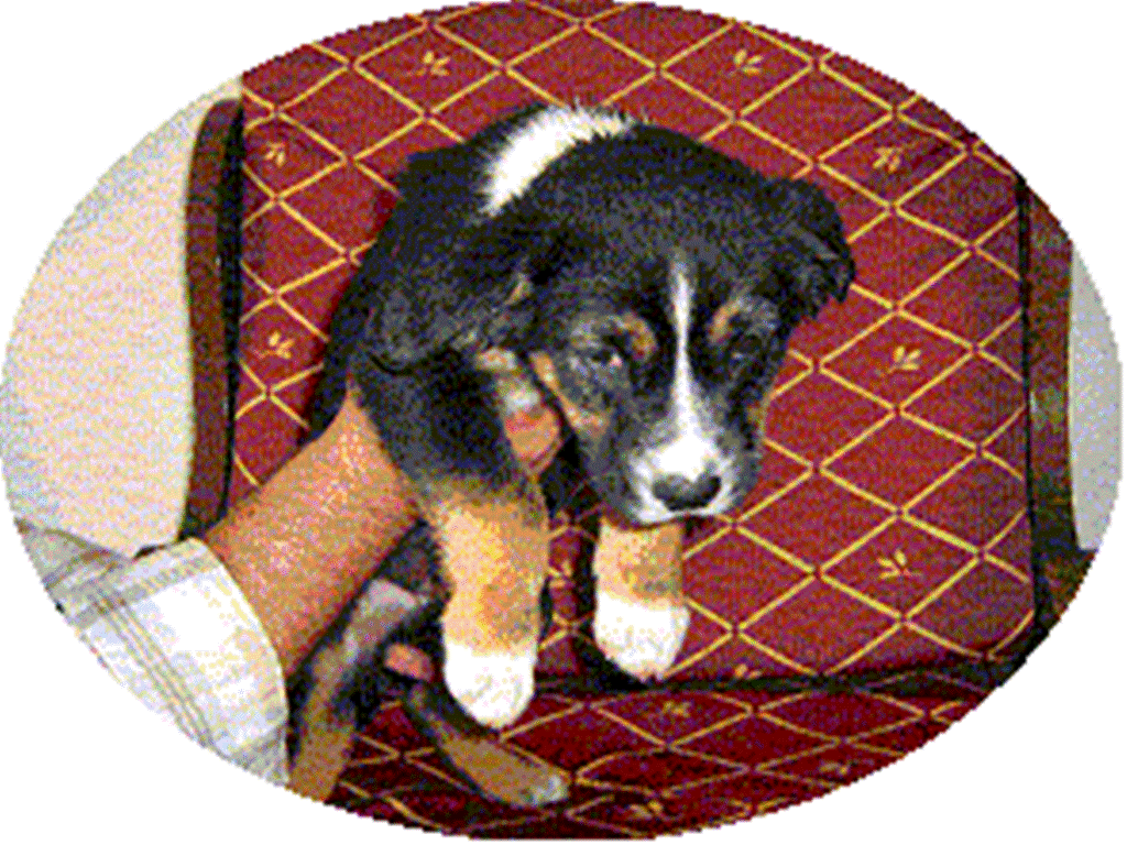 [Macho+Calminho.gif]