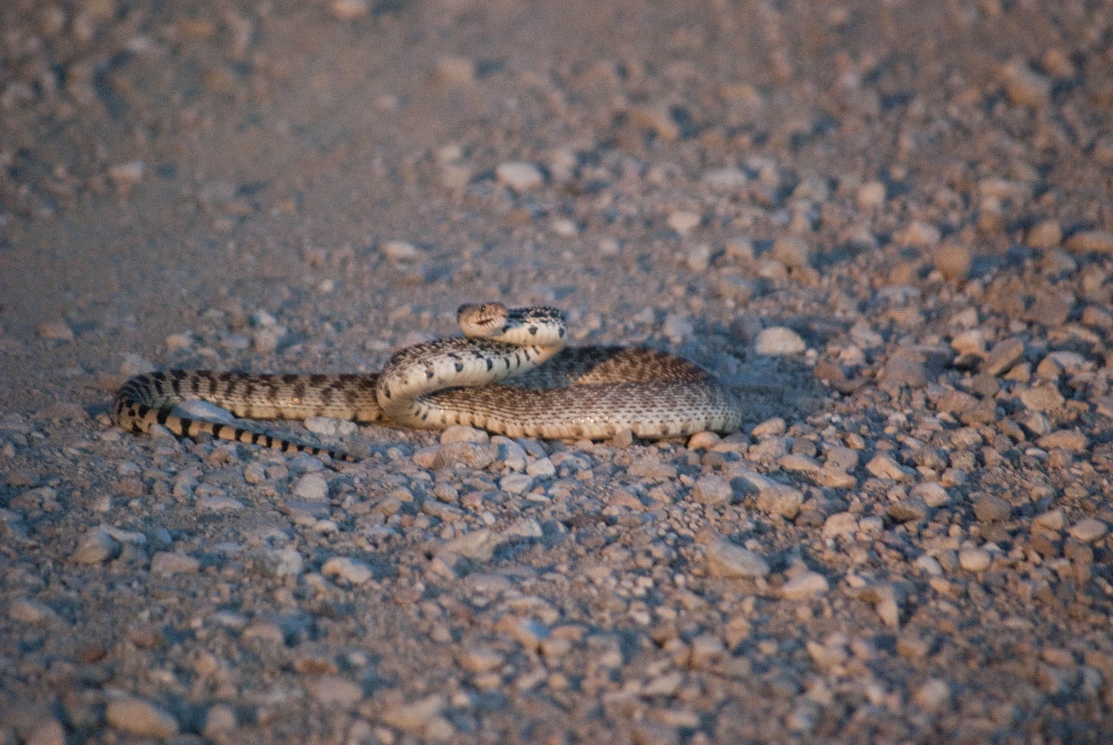 Tom Sego Wyoming Snake