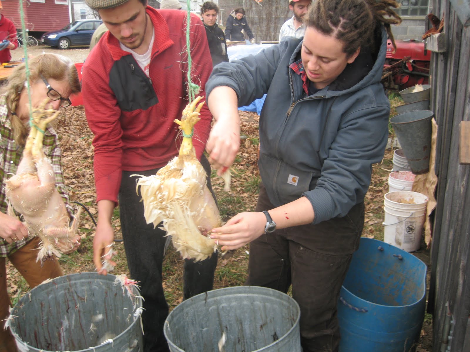 Barn None Chicken Slaughter part 2