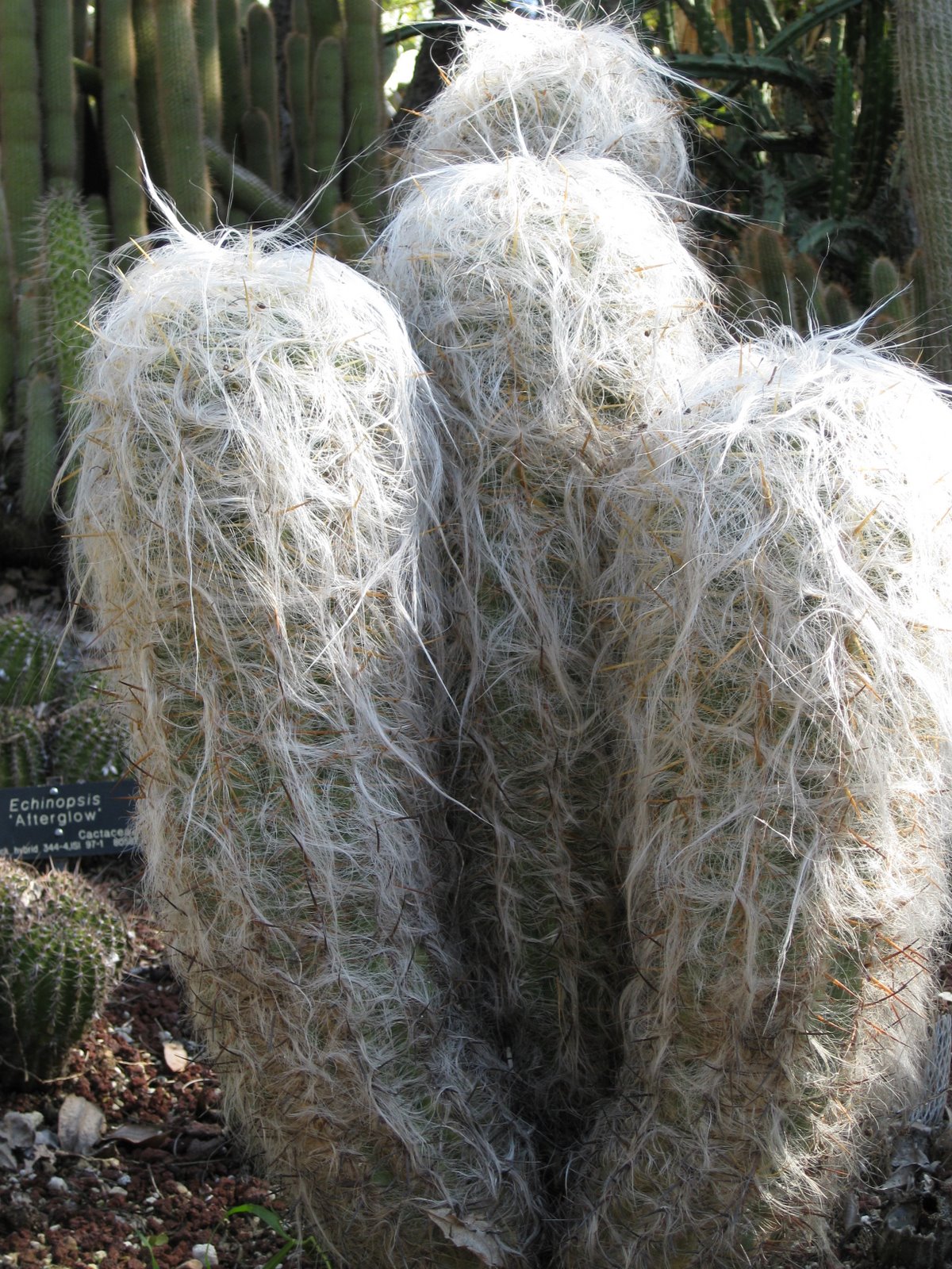 [hairy+cactus.JPG]