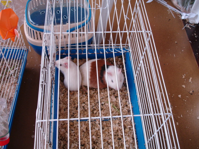 [DSC09437.JPG]