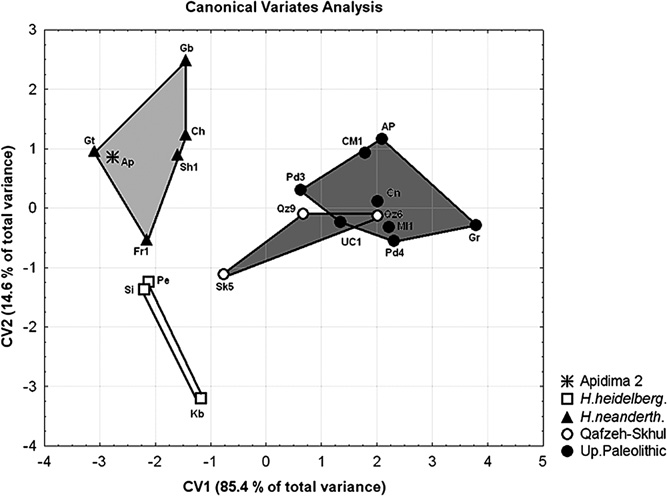 cva-apidima.png