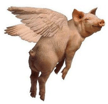 Image result for flying pig