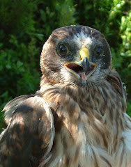 Hen Harrier