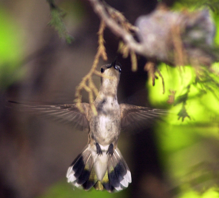 [Hummer_0290-w.jpg]