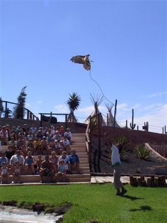 [156-Eagle-Show-Red Tailed Hawk.jpg]