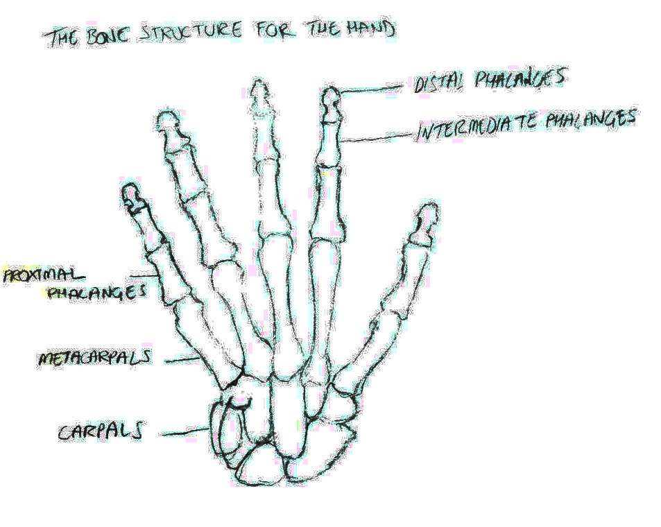 Joshua James Animation - LSL Hands On: Sketches and the study of the