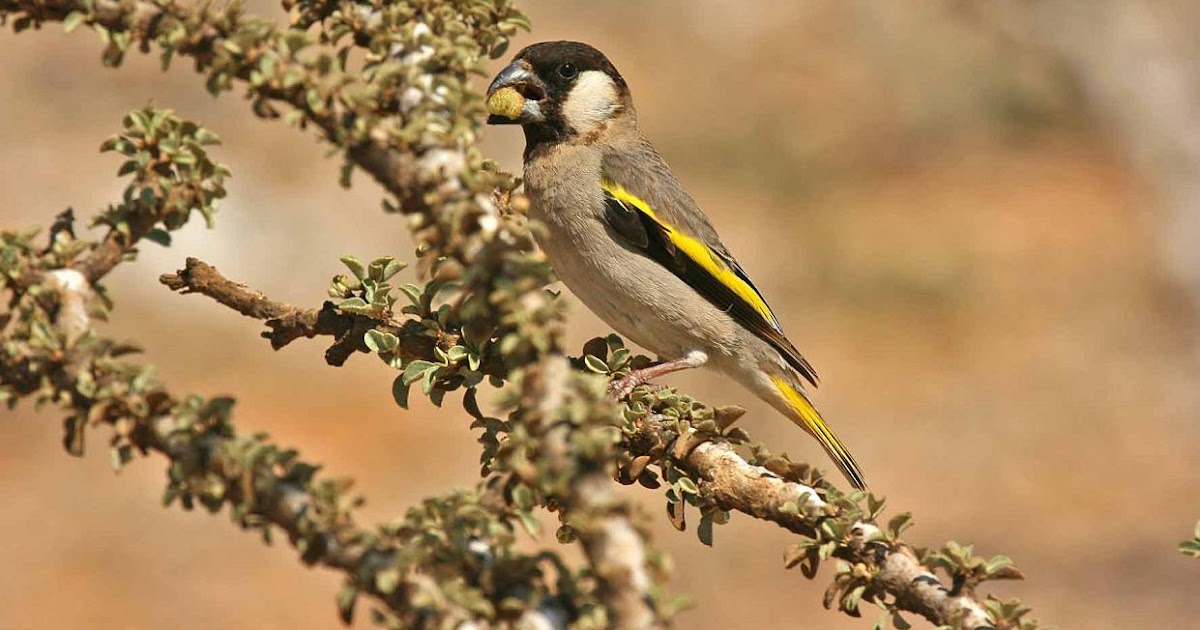 Wildbirds Broadcasting: Yemen Chooses Grosbeak as National Bird