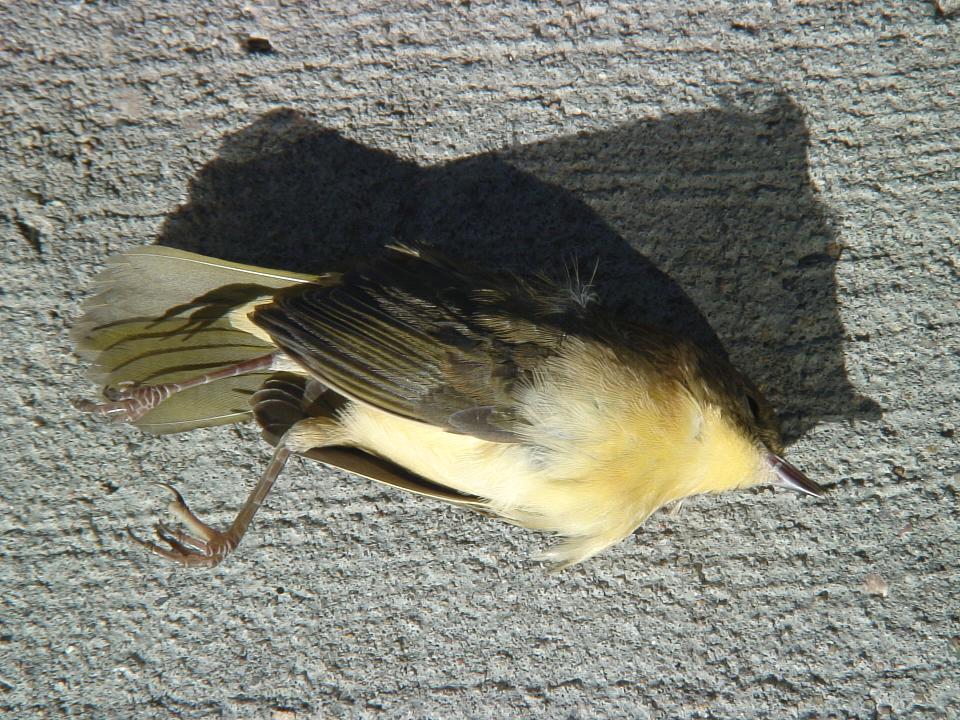 Wildbirds Broadcasting A Thousand Hurts Nebraska Birdstrikes Tally