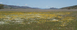 Bear Valley wildflowers Colusa County