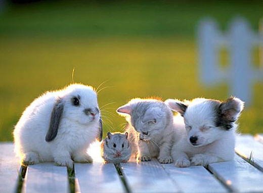 rabbit-hamster-cat-dog.jpg
