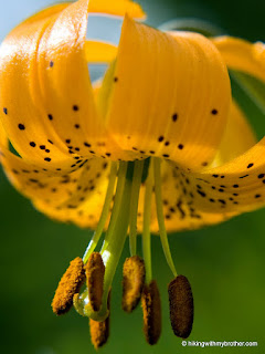 columbia lily tiger lily lilium columbianum mt defiance hikingwithmybrother