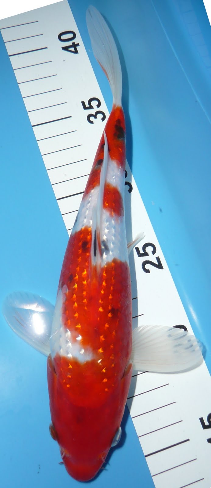 [Sekiguchi_Pearl_Ginrin_Sanke_25_cm_2-05-09_(2).JPG]