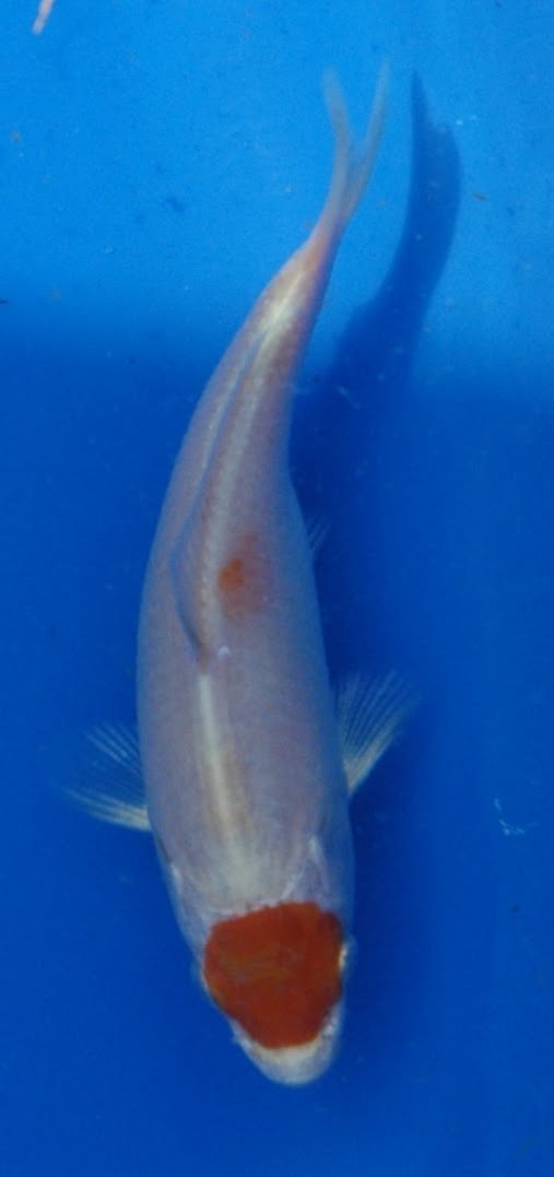 [Tancho+Sakura+1.JPG]