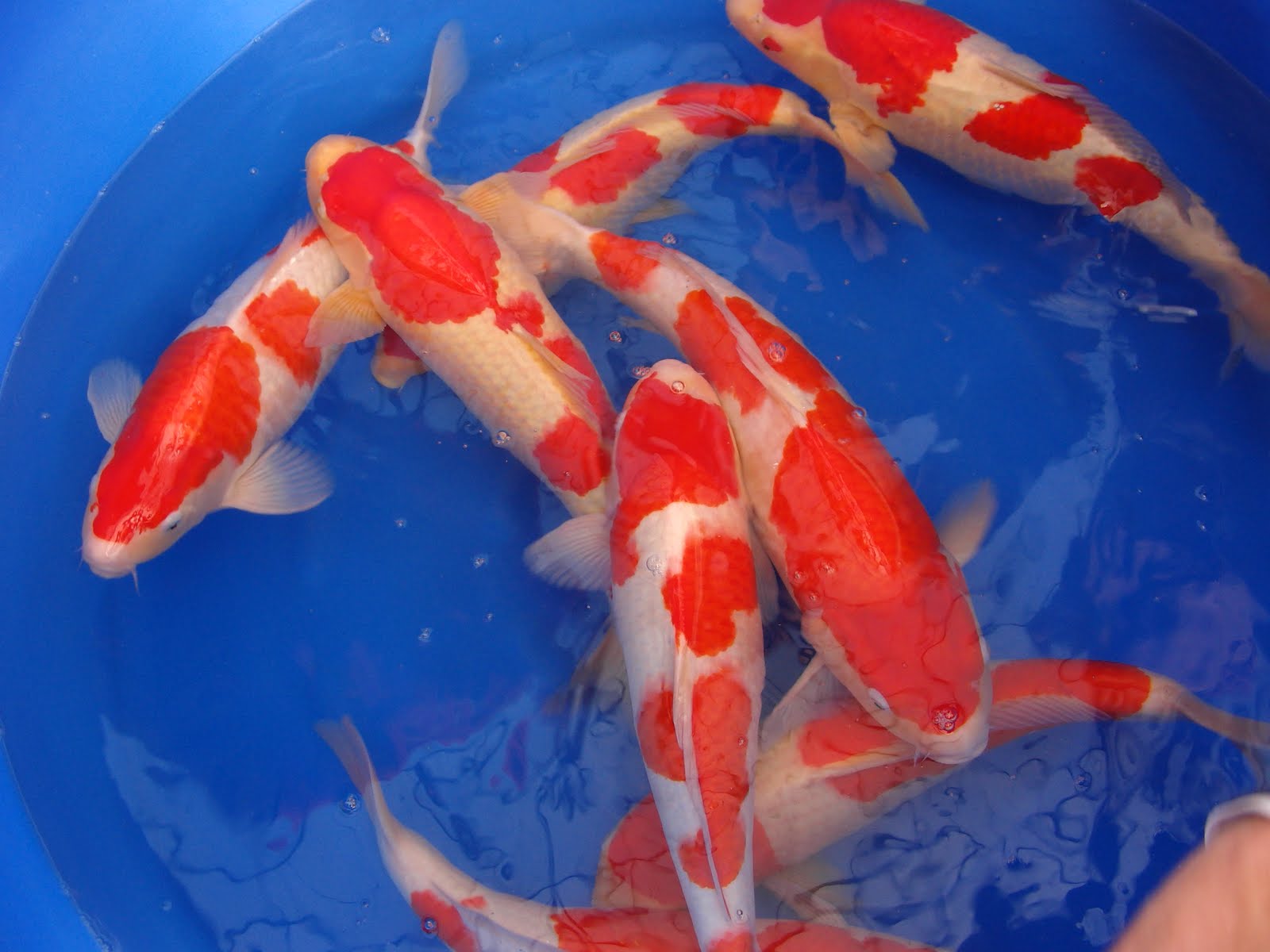 [Camrec_27_oktober_Japan_511.JPG]