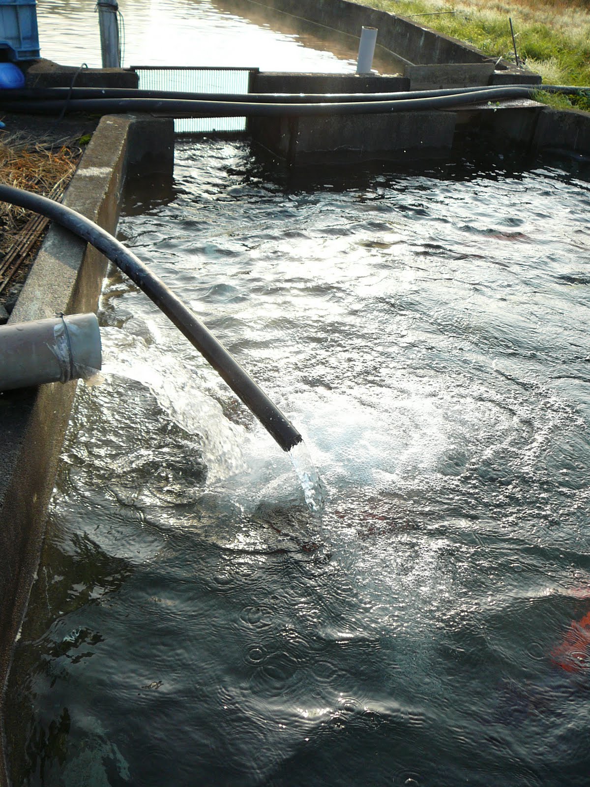 [buitenvijver+hirasawa+24+graden.JPG]