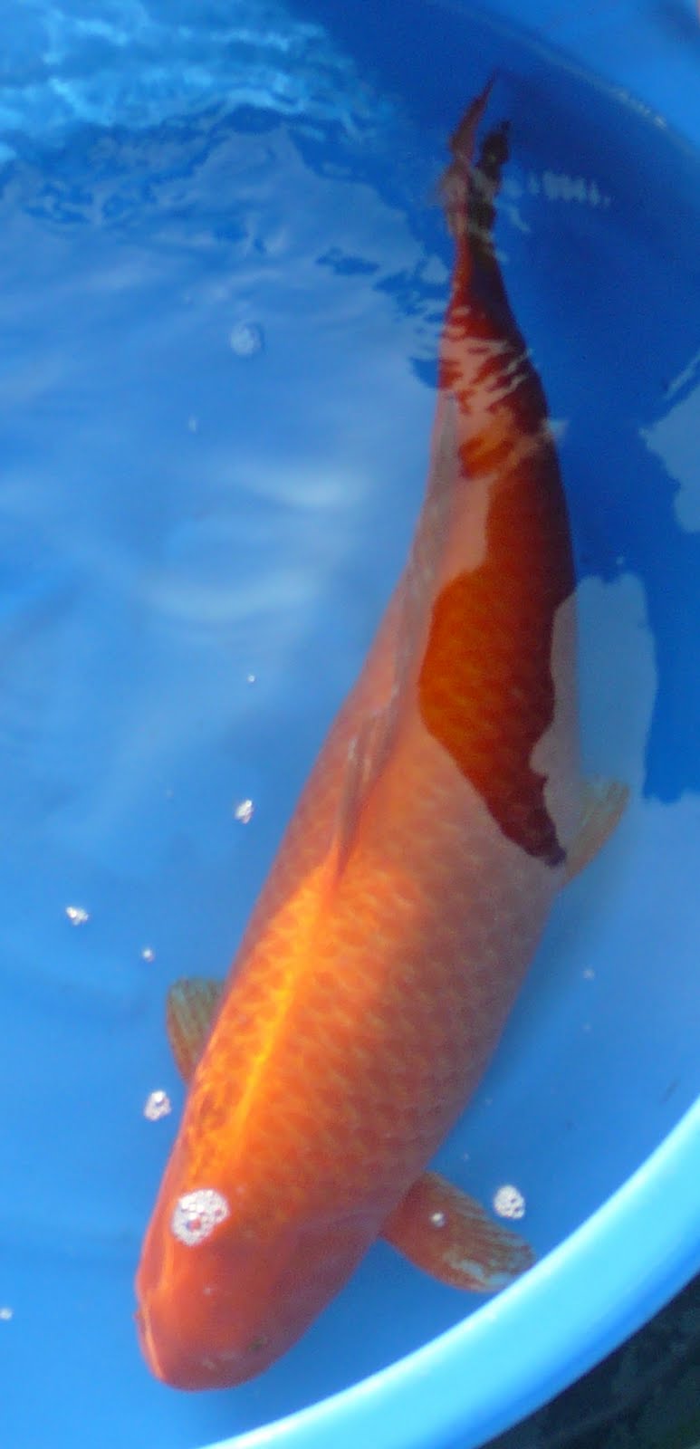 [buitenvijver+hirasawa6.JPG]