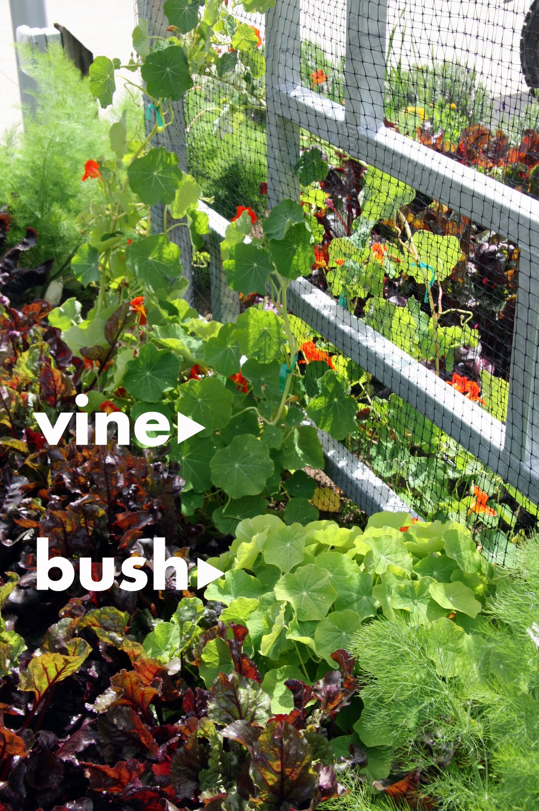 Vine Bush