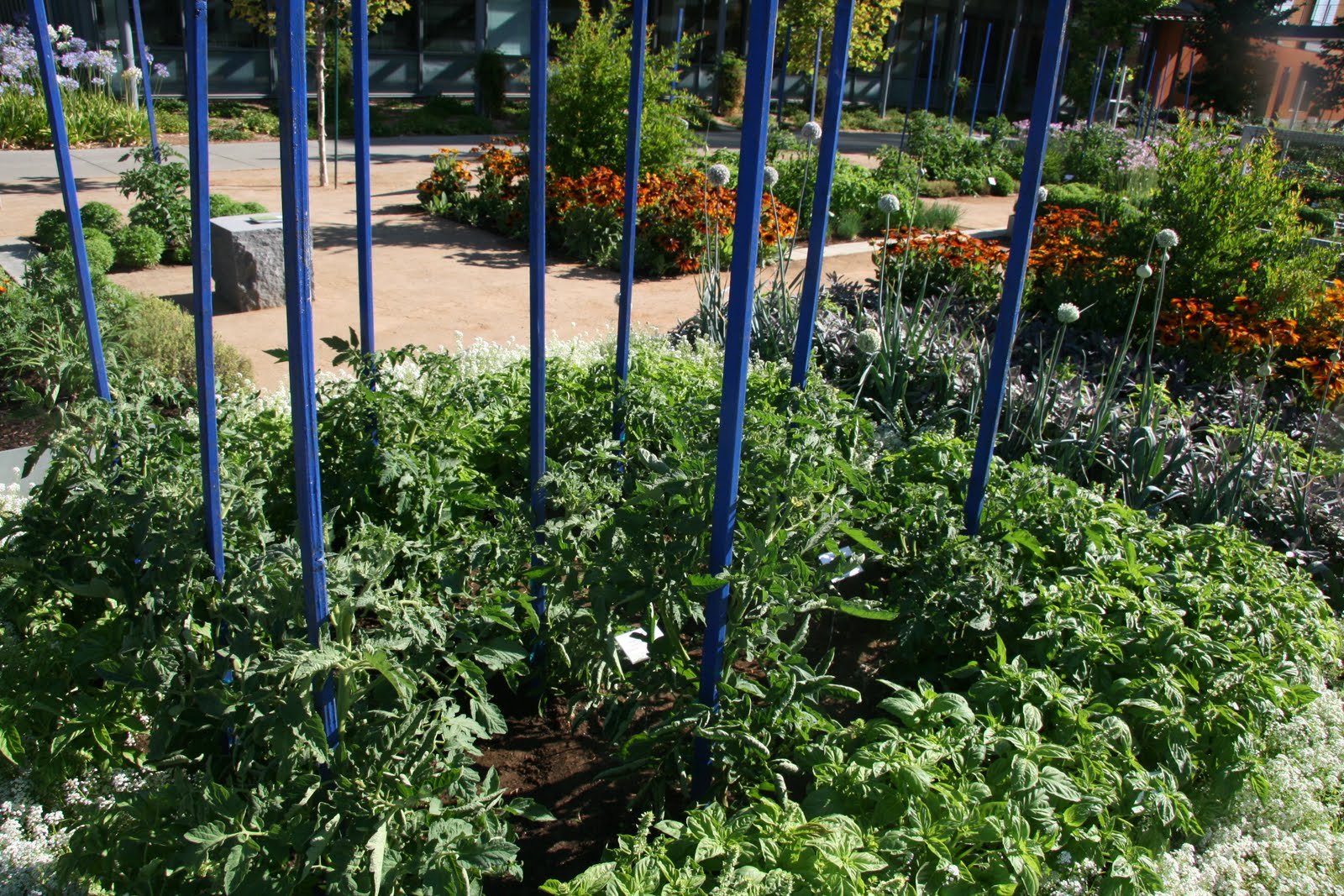 Tomato Staking 101 « UC Davis Good Life Garden