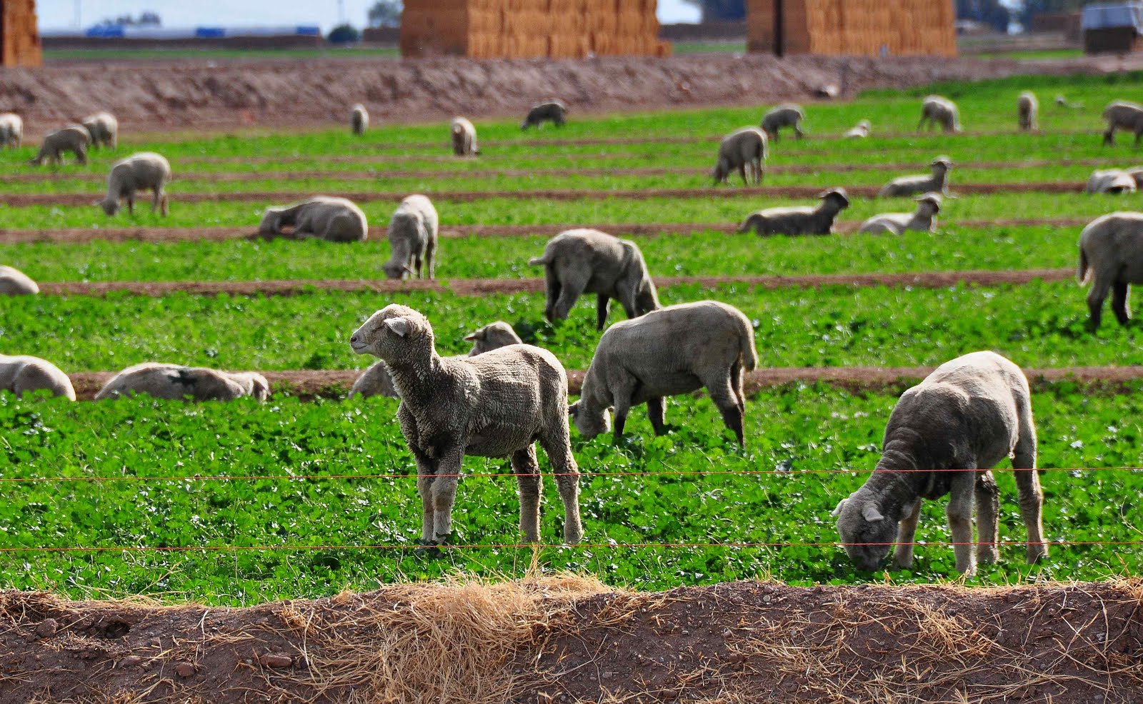 Nikon Sniper: 7/1/12 - 7/8/12