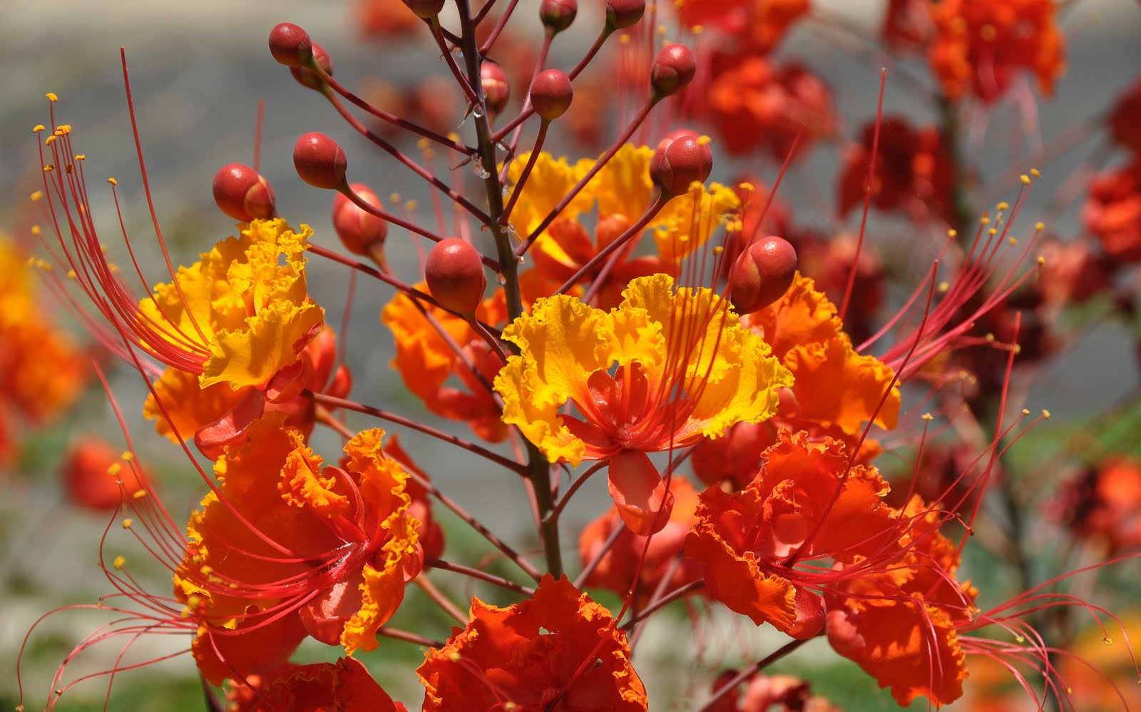 Nikon Sniper Flaming Flowers Of Arizona