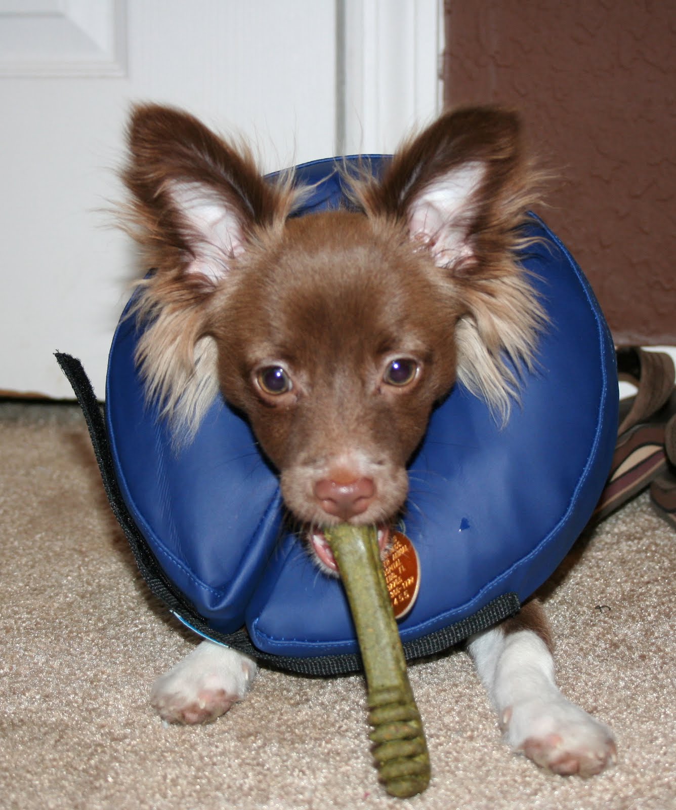 Adventures of Jakob Inflatable Collar + Make your own dog sling!
