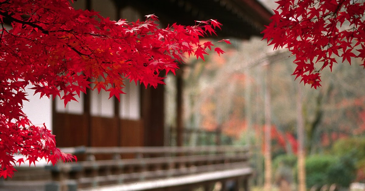 Fondo Jardines Zen En Corea Jardín Japonés Paisajismo Japón Fondo