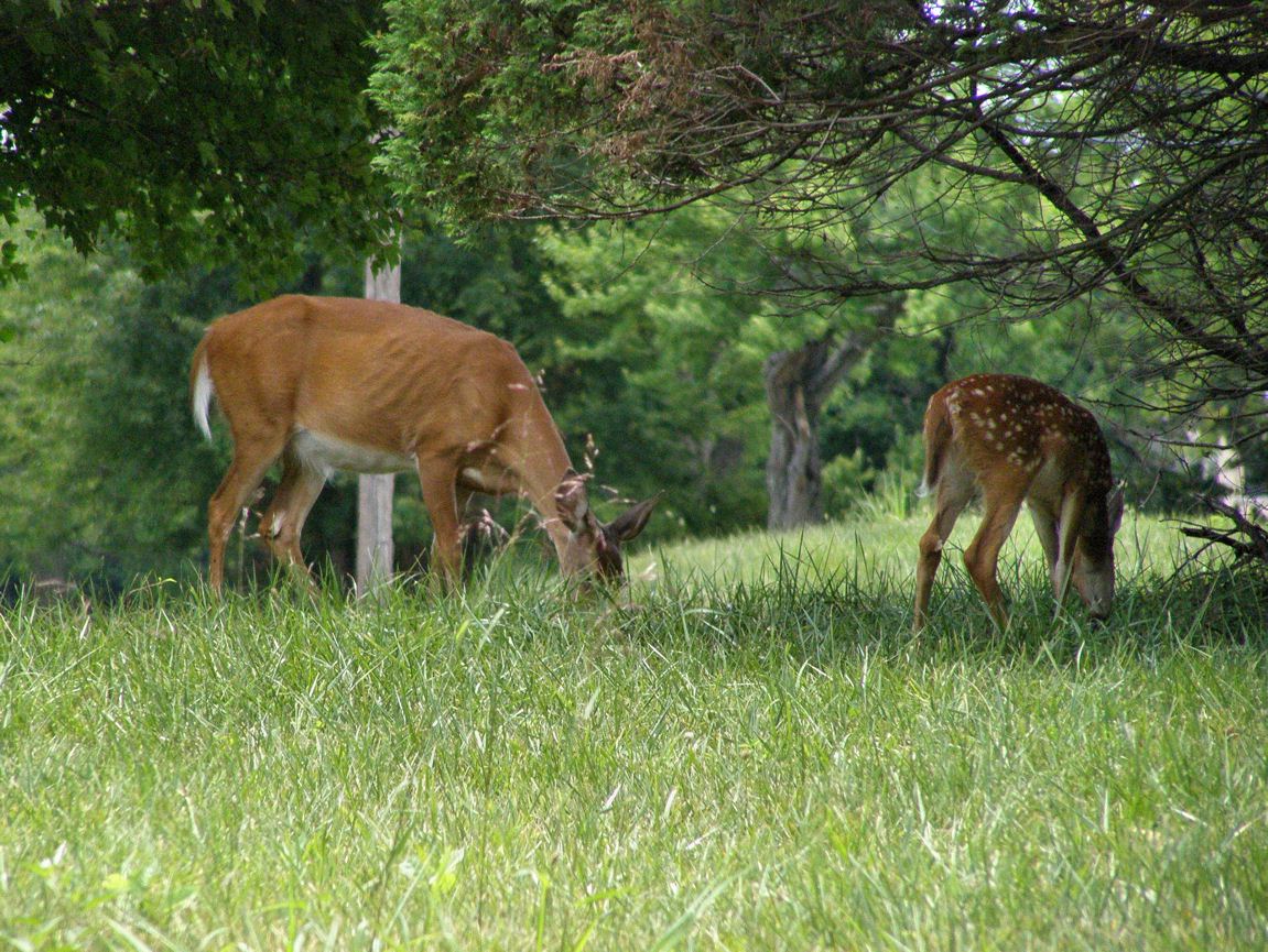 What Deer Eat