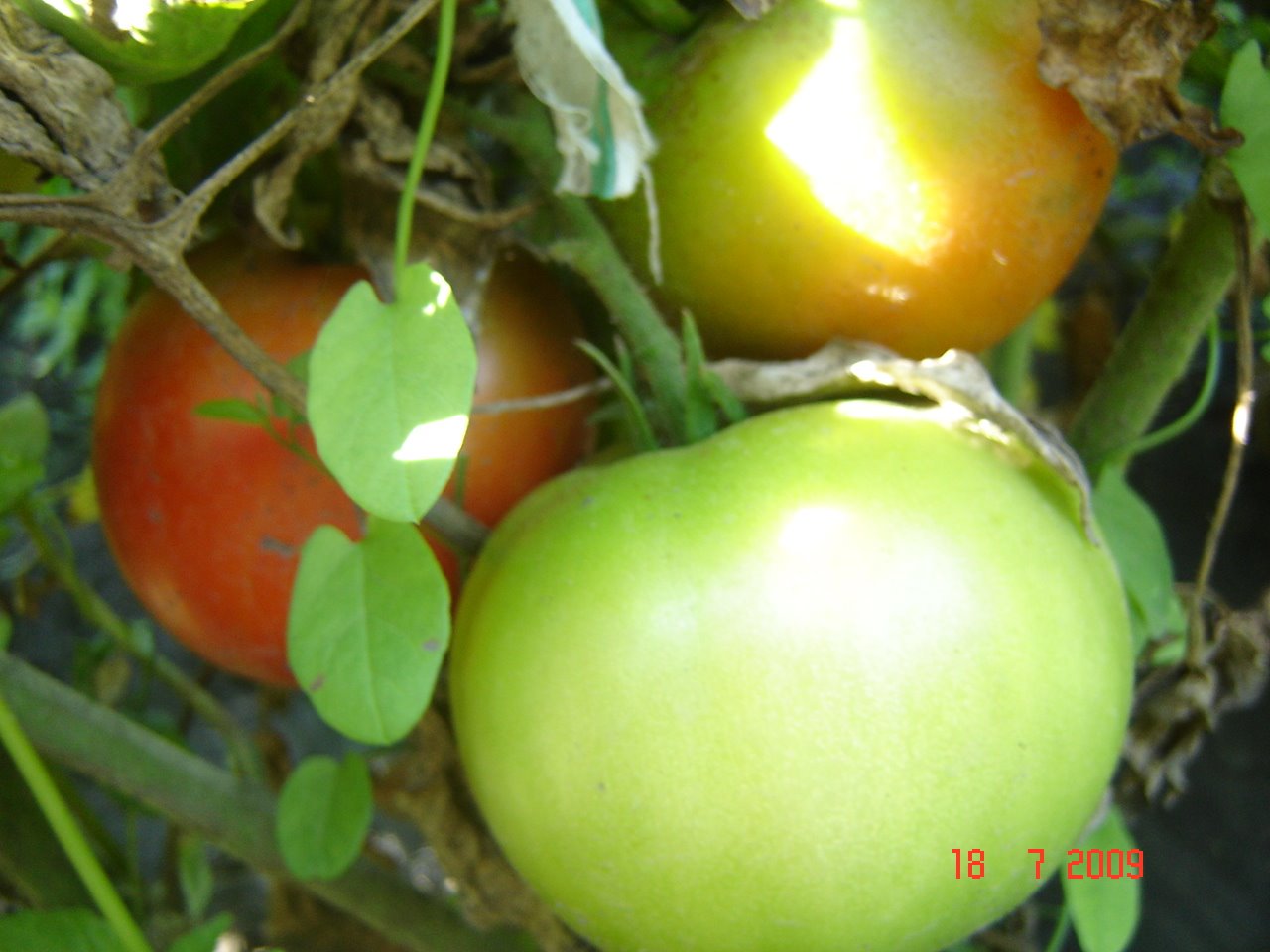 [DSC09340.JPG]