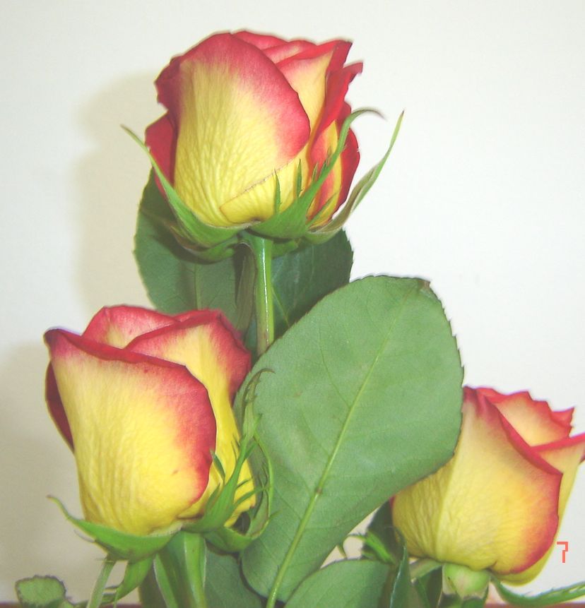 [trandafiri_serviciu.jpg]