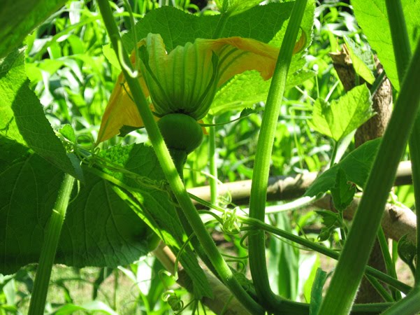 [LegacyGarden+(5).jpg]