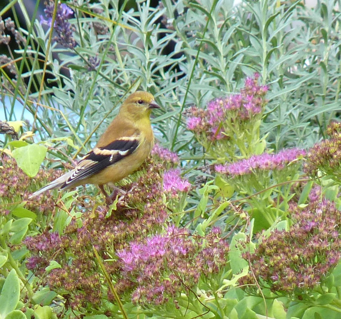 Birds Garden