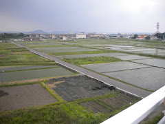 Rice paddies