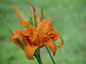 Daylily