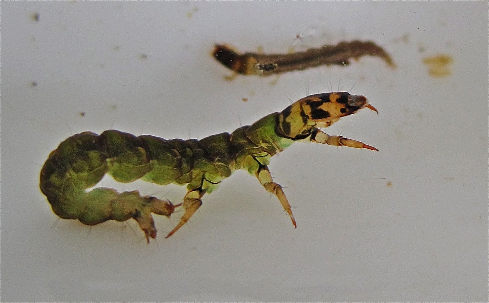 1000+ images about Caddis Larva and Pupa on Pinterest Green, Pictures