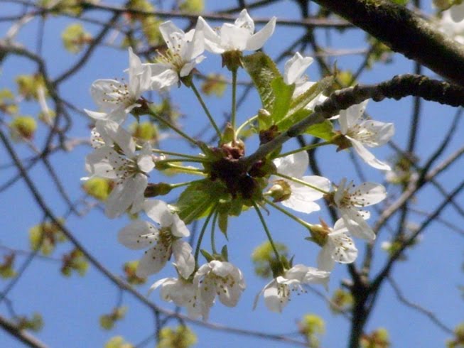 (above)Prunus avium (Wild