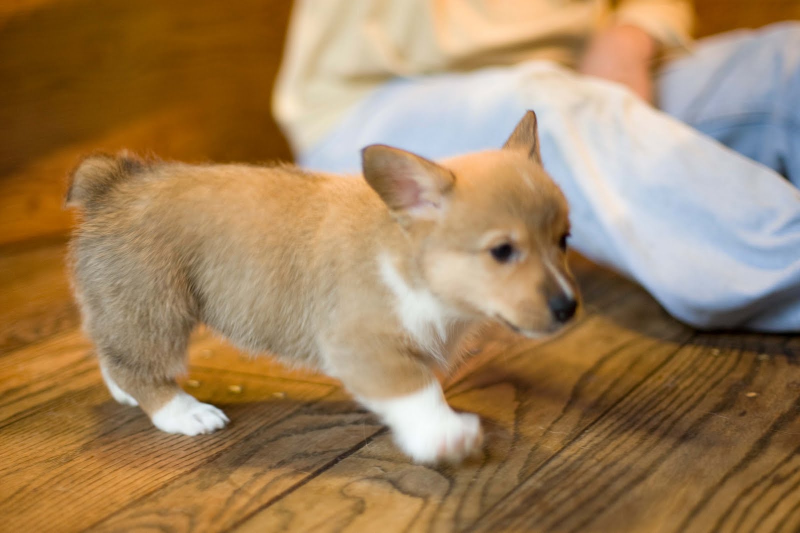 Thompson Spring 2010 litter