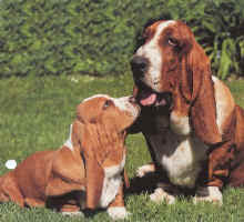 About Basset Hounds