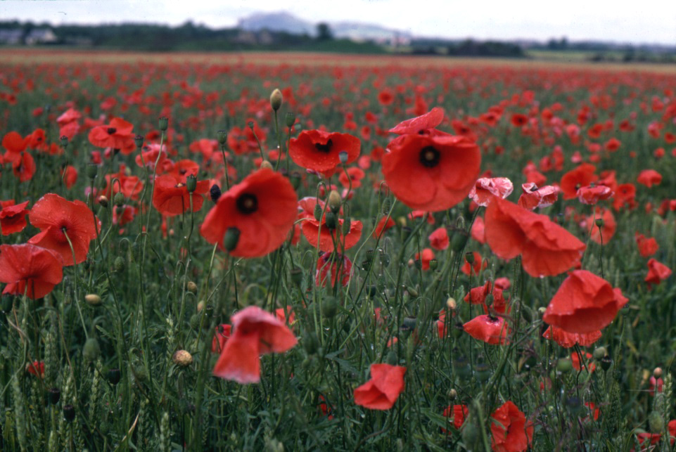 Flanders Fields Soldiers