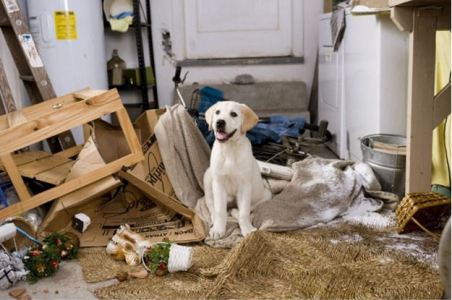 Dog Bed That Can Be Chewed Up Dog Bed That Can Be Chewed Up