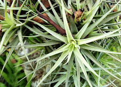 Air Plant