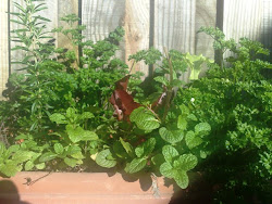 Herb Pot Abundance!