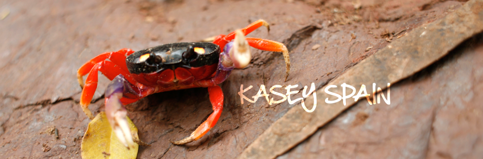Kasey Spain Photography