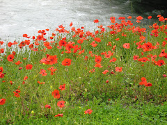 On a walk in Swizerland