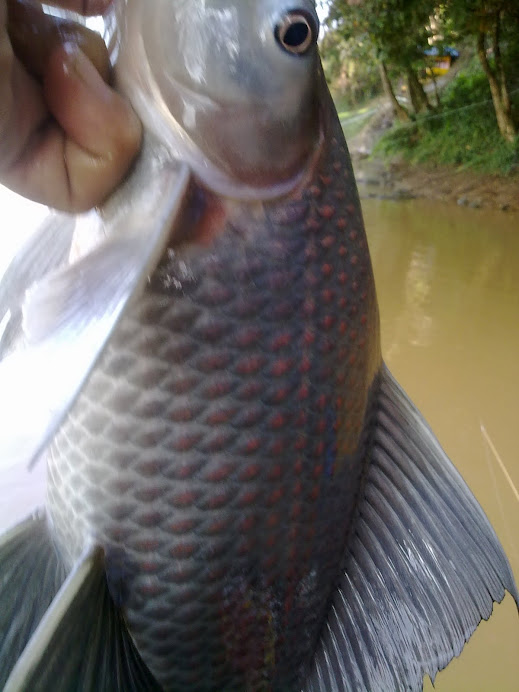 IKAN KELABAU SG.PAHANG.