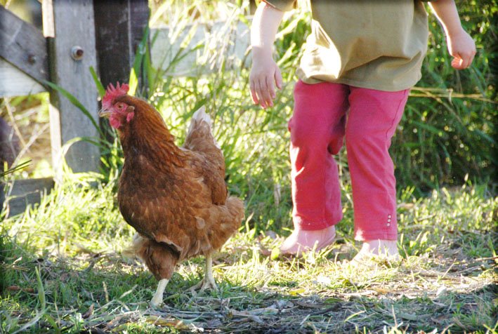 [chooks_0409.jpg]