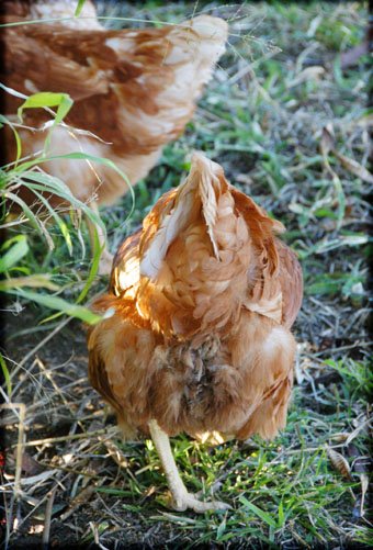[chooks_0413.jpg]